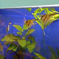 一丝不苟橙子P8w头像