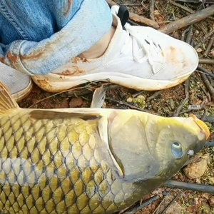 野钓鲤鱼小当家头像