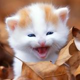 用户8691822844365头像