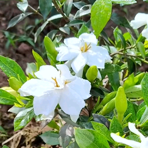 云表镇主营栀子花和茉莉花苗头像