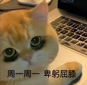 小菜茑的个人资料头像