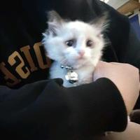 柳岸岫挽歌头像