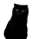 勇敢的小猫a35头像