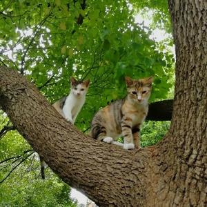 吃加餐的小白脸 白母橘 小白猫 小三花 小花猫 小花猫停药了 西瓜视频