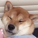 沙雕TDD头像
