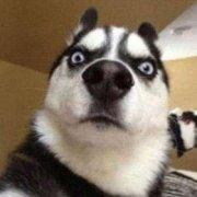 离职工程师的个人资料头像