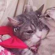 龙啊龙的个人资料头像