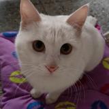 CatLive1头像