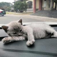 宏鑫二手车头像