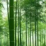 昆临世纪头像