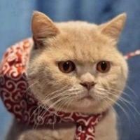 梦幻暴力熊头像