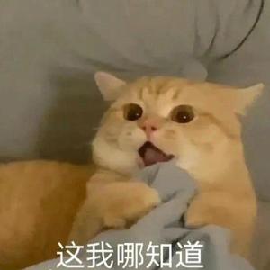 YOYO不是猫头像