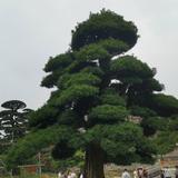王辉3269头像