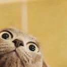 斯金纳的老鼠的个人资料头像