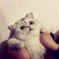 不快乐的修勾头像