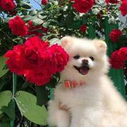 锅花炒蛋的个人资料头像