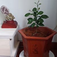 用户畅旅生活头像