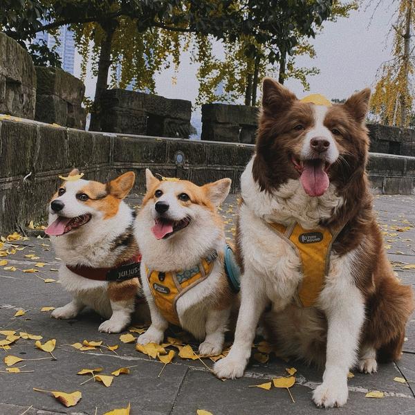 胡东妮家的动物园头像