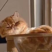 怎么都是已被占用的个人资料头像