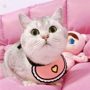 七宝小圆子