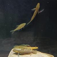 高帆小黄唇头像