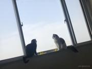 胖果肥胡的个人资料头像