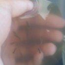 咸鲤的个人资料头像