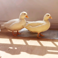 张三和李四是柯尔鸭头像