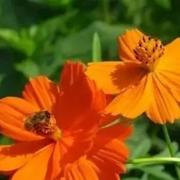 春风595的个人资料头像