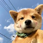 Lmeng的个人资料头像