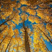 壕柠檬的个人资料头像