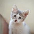 凌云之上的个人资料头像