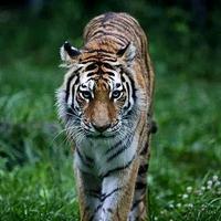 全氏十二少头像