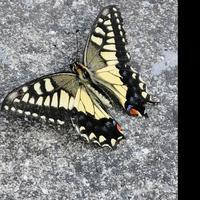 丰富科迪3v9头像