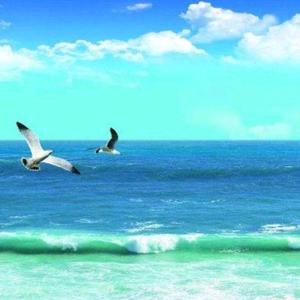 海鸟金乌头像
