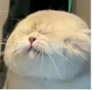 你猫的的个人资料头像