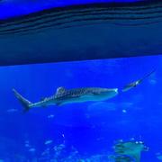 云上青天的个人资料头像