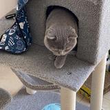 仙女养的猪头像