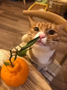 Masker的个人资料头像