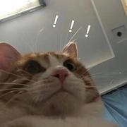 池鱼丶的个人资料头像