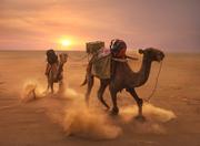 阿伦8386的个人资料头像