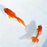 十一月的Fish头像