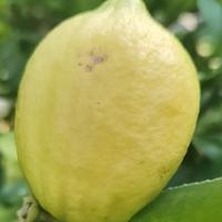 聪慧春风Pn头像