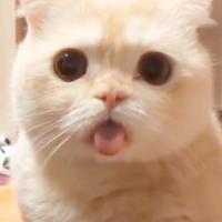 CF小川网络头像