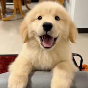 我好像只会做业务的个人资料头像