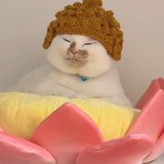 喵喵佛的个人资料头像