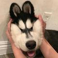 小閆头像