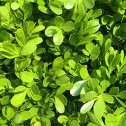 sws的个人资料头像