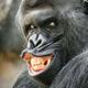 黑猩猩吃哈士奇头像