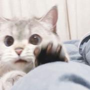 大花猫lucy的个人资料头像